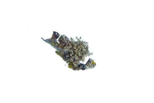 Hooded Rosette Lichen